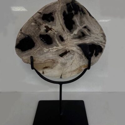 petrified-wood-semi-precious-stone-on-stand