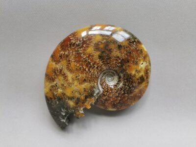 ammonite-natural-stone-fossil