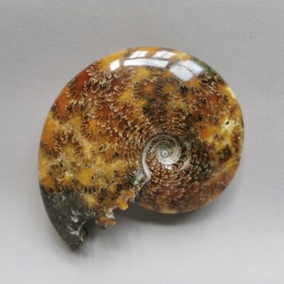 ammonite-natural-stone-fossil