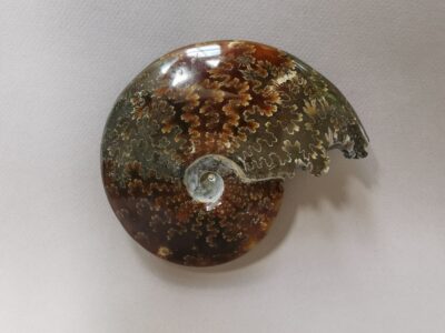 ammonite-natural-stone-fossil