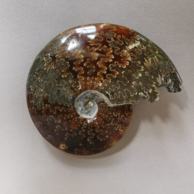 ammonite-natural-stone-fossil