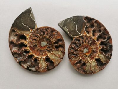 ammonite-natural-stone-fossil