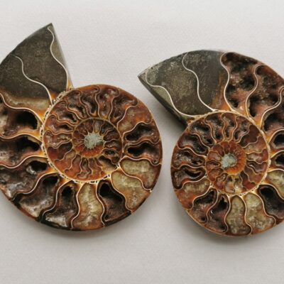 ammonite-natural-stone-fossil