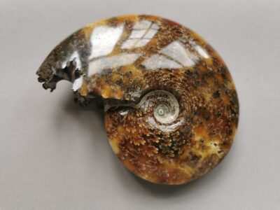 ammonite-natural-stone-fossil