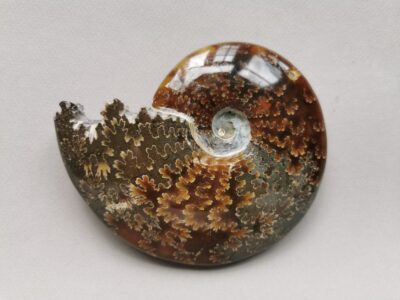 ammonite-natural-stone-fossil