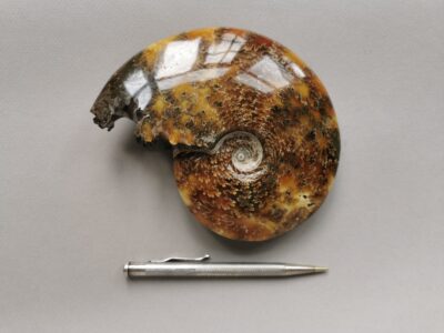 ammonite-natural-stone-fossil