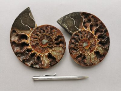 ammonite-natural-stone-fossil