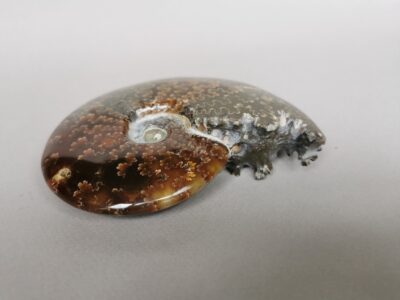 ammonite-natural-stone-fossil