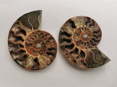 ammonite-natural-stone-fossil