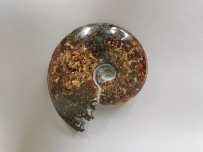 ammonite-natural-stone-fossil