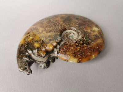 ammonite-natural-stone-fossil