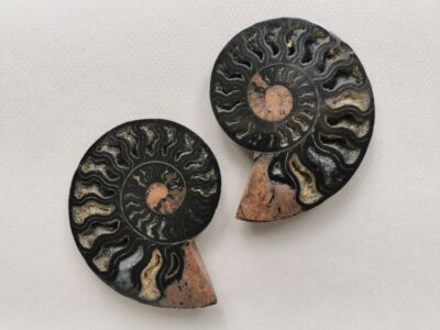 ammonite-natural-stone-fossil