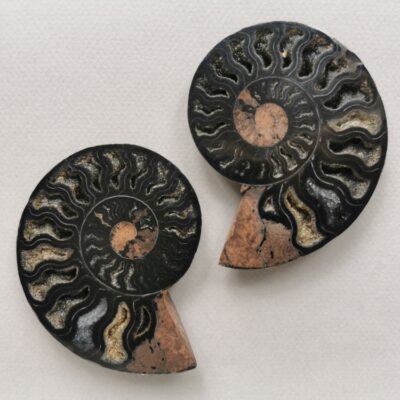 ammonite-natural-stone-fossil