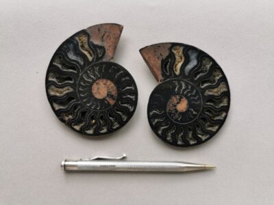 ammonite-natural-stone-fossil